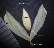 Phalaris brachystachys