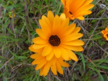 Dimorphotheca sinuata