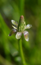 Myosurus minimus
