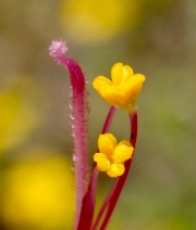 Mimulus douglasii