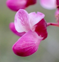Cercis occidentalis