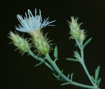 Centaurea diffusa