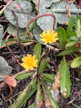 Microseris bigelovii