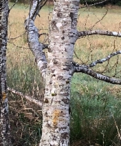 Alnus rubra
