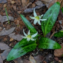 Erythronium citrinum var. citrinum