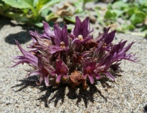 Aphyllon californicum ssp. californicum