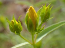 Hypericum concinnum
