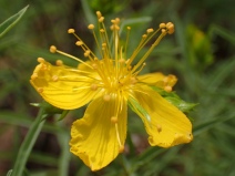Hypericum concinnum