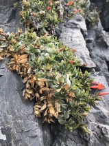 Epilobium septentrionale