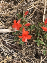 Epilobium septentrionale