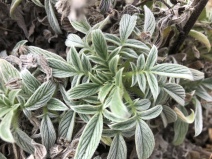 Phacelia nemoralis