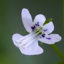 Tonella tenella
