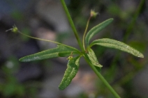 Tonella tenella