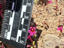 Erythranthe androsacea