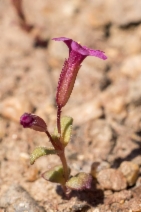 Erythranthe androsacea