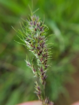 Poa bulbosa ssp. vivipara