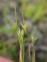 Juncus bufonius var. congestus