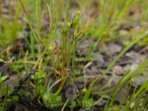 Juncus bufonius var. congestus