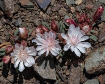 Lewisia rediviva