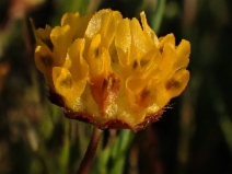 Trifolium jokerstii