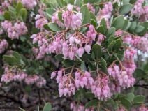 Arctostaphylos viscida ssp. viscida