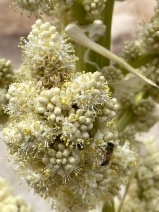 Nolina bigelovii