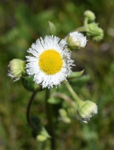 Erigeron philadelphicus var. philadelphicus