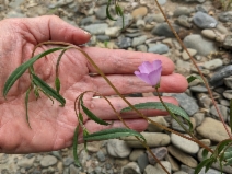 Clarkia gracilis ssp. gracilis