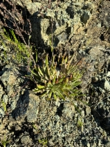 Dudleya abramsii ssp. bettinae