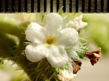 Cryptantha clevelandii var. florosa
