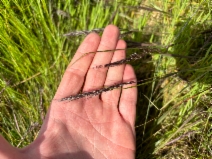Stipa purpurata