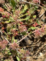 Chorizanthe angustifolia