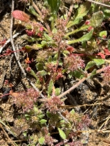 Chorizanthe angustifolia