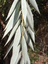 Salix matsudana