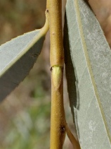 Salix babylonica