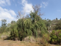Salix babylonica