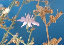 Stephanomeria virgata ssp. pleurocarpa