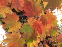 Acer circinatum