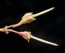 Pelargonium grossularioides