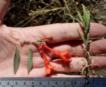 Epilobium canum