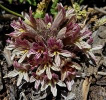 Aphyllon robbinsii