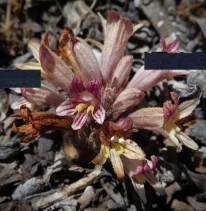 Aphyllon robbinsii