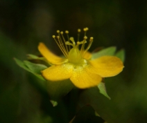Hypericum anagalloides