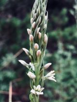 Piperia elegans ssp. elegans