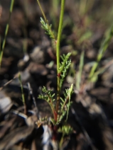 Gilia achilleifolia ssp. ?