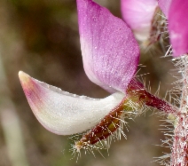 Lupinus hirsutissimus