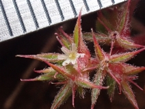 Chorizanthe polygonoides var. polygonoides