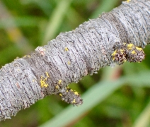 Prunus fasciculata var. punctata