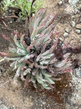 Dudleya abramsii ssp. bettinae