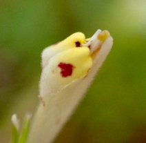 Castilleja densiflora ssp. obispoensis